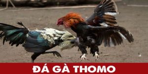 Đá Gà Thomo – Khám Phá Những Chiến Kê Vượt Trội Nhất